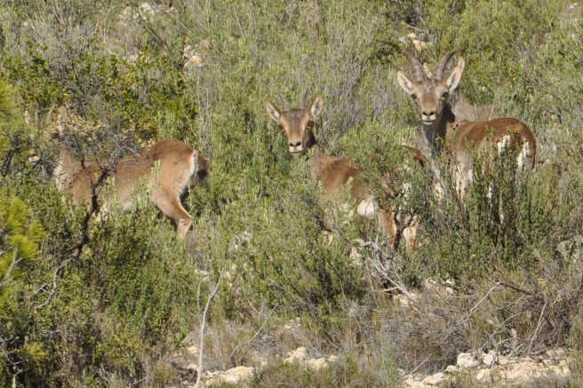 Cabras montesas en el Bajo Aragón