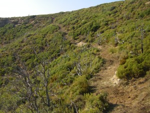 Desbroce y picado de huella realizado en el sendero