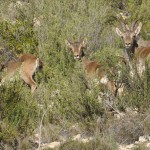 Cabras montesas en el Bajo Aragón